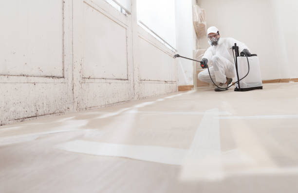 Why You Should Choose Our Mold Remediation Services in Hamilton, TX